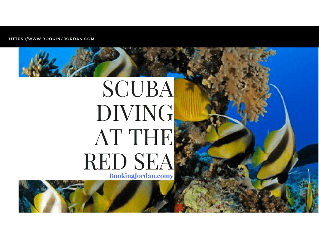 Scuba Diving at the Red Sea